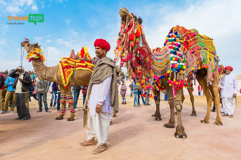 Lễ hội Pushkar Camel Fair cùng những chú lạc đà lộng lẫy
