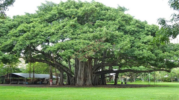 Cây đa (Banyan Tree) mang nhiều ý nghĩa về tâm linh và cuộc sống tại Ấn Độ