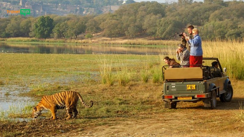 “Săn ảnh” cá thể hổ ở Vườn quốc gia Ranthambore là trải nghiệm mạo hiểm và thú vị