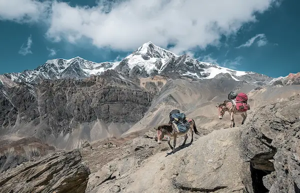Chi phí Tour Ấn Độ Himalaya 2025