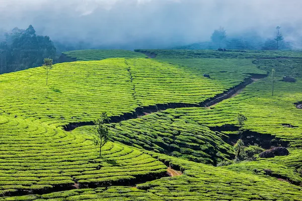 Tổng quan về Tour Nam Ấn Độ 2025