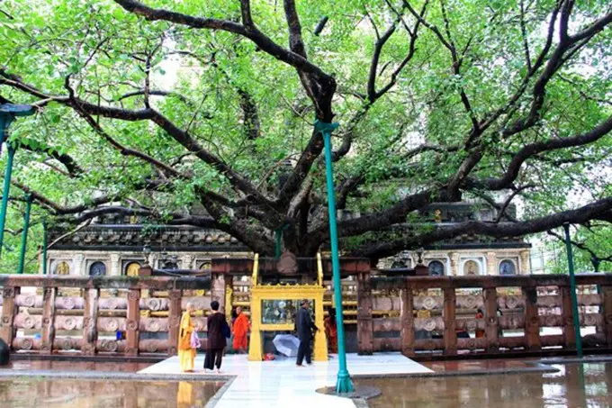 Cây Bồ Đề ở Bodh Gaya: đứng ở đâu, trải nghiệm sao cho đúng nhịp