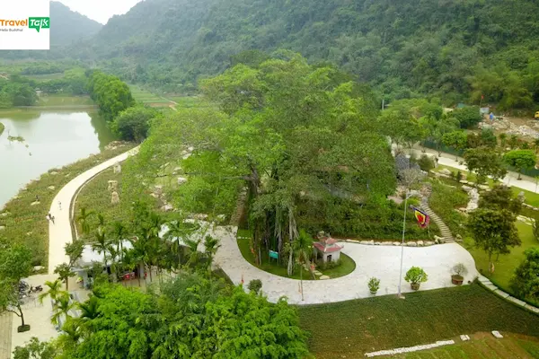 Cây đa di chuyển